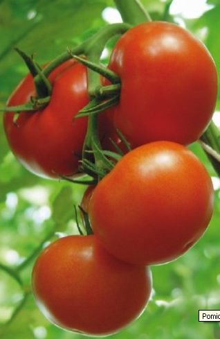 FHU SKLEP OGRODNICZY “WIOLETTA” Piotr Kutyła,pomidory szklarniowe